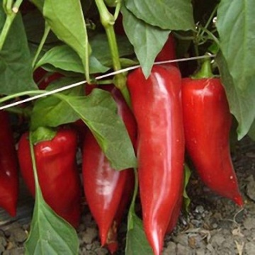 Baltovska Capia (30 seminte) ardei kapia soi foarte productiv, rezistent la boli, IZK Bulgaria - Img 2