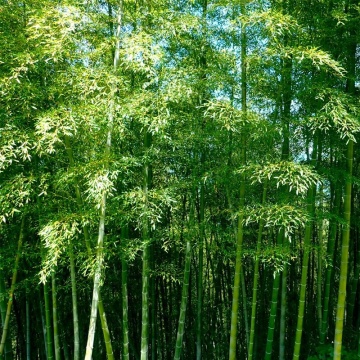 Bambus Moso (20 seminte) Moso Bamboo - Phyllostachys pubescens, crestere rapida, rezistent la frig, Saflax - Img 3