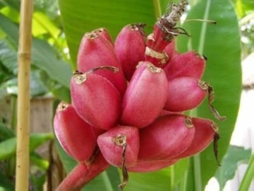 Bananier (8 seminte) Pink Velvet Banana - Musa velutina, produce banane rosii, dulci, Saflax - Img 2