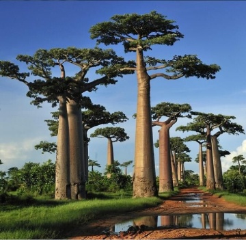 Baobab African (6 seminte) African Monkey Bread Tree - Adansonia digitata, arbore cu trunchi gros, rezistent la seceta, Saflax - Img 5