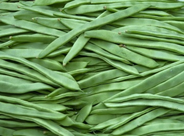 Baroma (100 gr) seminte fasole pitica, pastai verzi late, boabe albe, Patru Agro - Img 3
