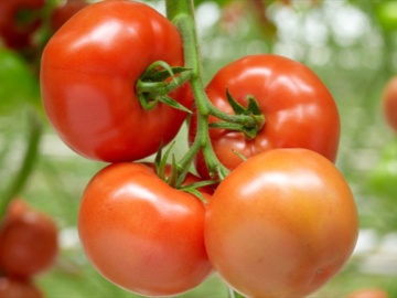 Barteza F1 (500 seminte) tomate nedeterminate, fructe mari, cultura hidroponica, Enza Zaden