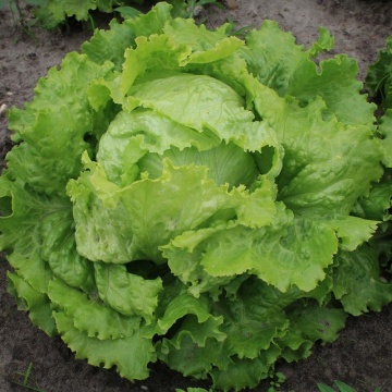 Batavia Bionda di Parigi BIO (800 seminte) salata verde BIO, capatani mari, Seklos