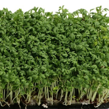 BIO Creson (3 gr) seminte organice de Creson, certificate ECO, Laktofol