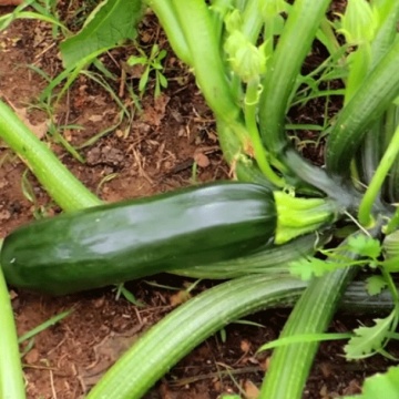 Black Beauty BIO (6 seminte) dovlecel zucchini BIO, soi productiv, fara vrej, Seklos - Img 3