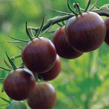 Black Cherry (0.3 gr) tomate cherry negre, soi timpuriu exotic, gust deosebit, Prima Sementi - Img 3