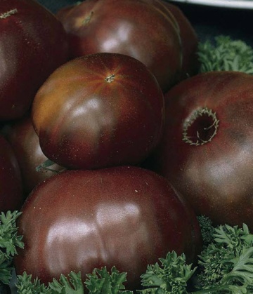 Black Prince (60 seminte) tomate negre mahon inchis, soi stravechi, PlantiCo - Img 4