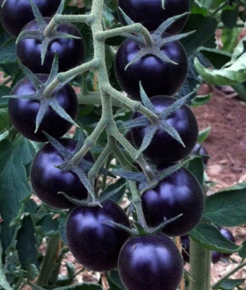Blackball (30 seminte) rosii negre-indigo tip cherry, culoare negru intens indigo, rosii exotice, Chemyfarm - Img 3