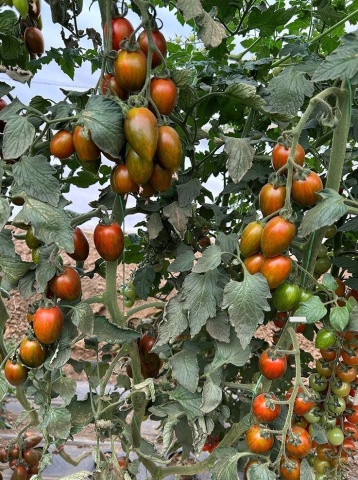 Blackfield F1 (100 seminte) tomate mini-prunisoare ciocolatii vargate nedeterminate, foarte gustoase si productive, Hazera - Img 5