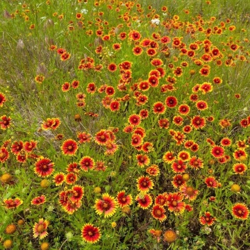 Blanketflower Burgundy (170 seminte) Gaillardia flori brun-roscate cu galben, inflorire abundenta, Seklos - Img 4