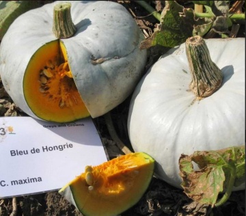 Bleu de Hongrie (8 seminte) de dovleac alb soi stravechi, Chemyfarm - Img 2