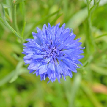 Blue Ball (250 seminte) Albastrele flori duble albastre, inflorire abundenta, Seklos - Img 1