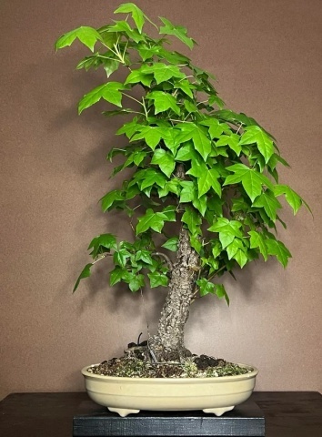 Bonsai Arbore de Guma (100 seminte) American Sweet Gum - Liquidambar styraciflua, frunze culori schimbatoare, extrem de decorativ, Saflax - Img 7