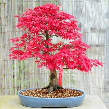 Bonsai Artar Japonez (20 seminte) Bonsai Red Japanese Maple - Acer palmatum, copac extrem de decorativ, frunze rosii-stacojii, Saflax - Img 4