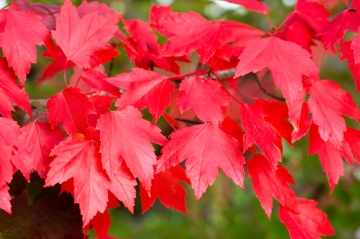 Bonsai Artar Rosu (20 seminte) Bonsai Red Maple - Acer rubrum, arbore decorativ deosebit de colorat, Saflax - Img 2