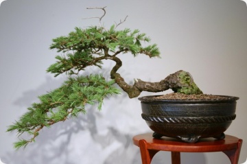 Bonsai Cedru de Himalaya (35 seminte) Indian Cedar - Cedrus deodara, conifer cu ace verzi-albastrui si conuri extrem de decorative, Saflax - Img 3