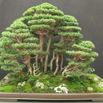 Bonsai Cedru Libanez (20 seminte) Bonsai Lebanon Cedar - Cedrus libani, conifer decorativ vesnic verde, Saflax - Img 5