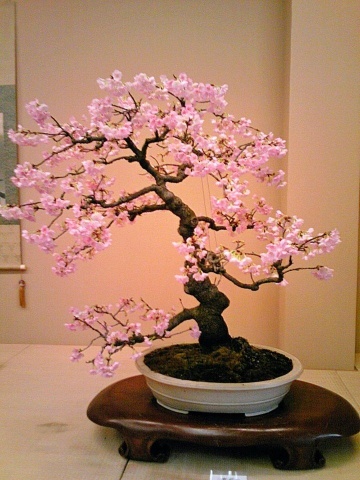 Bonsai Cires Japonez (30 seminte) Bonsai Wild Black Cherry - Prunus serrulata, inflorire abundenta cu flori batute, roz, Saflax - Img 6