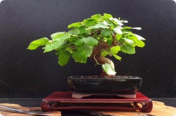 Bonsai Dud Alb (200 seminte) Bonsai White Mulberry - Morus alba, pom fructifer si decorativ, usor de ingrijit, Saflax - Img 3