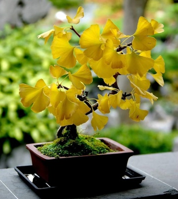 Bonsai Ginkgo biloba (4 seminte) Bonsai Maidenhair Tree, arbore decorativ si medicinal pentru afectiuni circulatorii, Saflax - Img 8