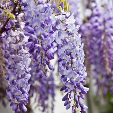Bonsai Glicina Chinezeasca (4 seminte) Bonsai Blue Chinese Wisteria - Wisteria sinensis, planta cu flori spectaculoase, parfumate, Saflax - Img 3