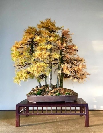 Bonsai Larice, Zada (75 seminte) Bonsai European Larch - Larix decidua, arbore european in culori schimbatoare, Saflax - Img 4