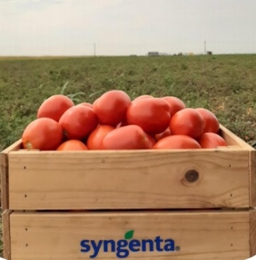 Brixtone F1 (5000 seminte) tomate prunisoare determinate, Syngenta