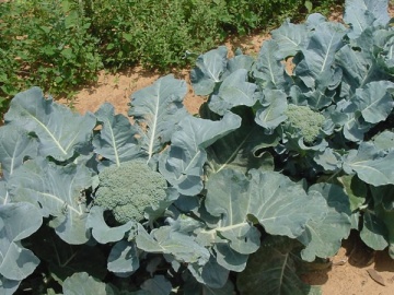 Broccoli Green Magic F1 (1000 seminte) cu capatana uniforma, Sakata