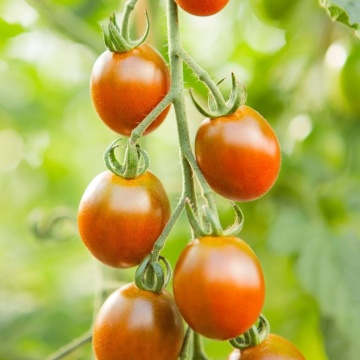Bronzy BIO (5 seminte) rosii tip cherry nedeterminate, gustoase, dulci, culoare aramie, Seklos