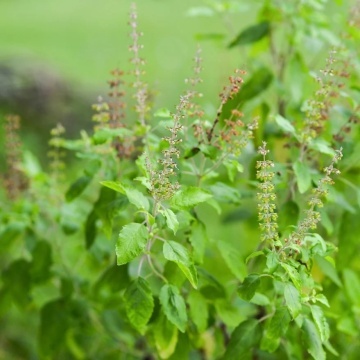 Busuioc Sfant (500 seminte) Heiliges Tulsi Basilikum - Ocimum Tenuiflorum Syn. Sanctum, Busuioc Tulsi, parfum deosebit, Saflax - Img 3