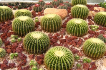 Cactus Perna Soacrei (40 seminte) Barrel Cactus - Echinocactus Grusonii, cactus sferic, spini tari, Saflax - Img 2