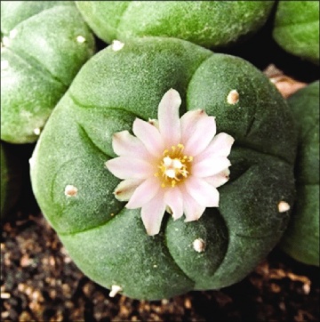 Cactus Peyote (20 seminte) Peyoe - Lophophora williamsii, cactusul samanilor azteci, Saflax - Img 2