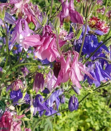 Caldaruse salbatice mix (100 seminte) Akelei mix - Aquilegia vulgaris, caldaruse bogate in nectar, Saflax