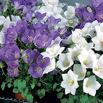 Campanula (0.5 gr) planta perena cu flori colorate in forma de clopotei, Opal - Img 3