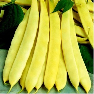 Capitano (1 kg) seminte de fasole pitica galbena lata, Agrosem