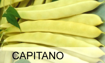 Capitano (100 gr) seminte fasole pitica cu pastaie lata, ChemyFarm - Img 2