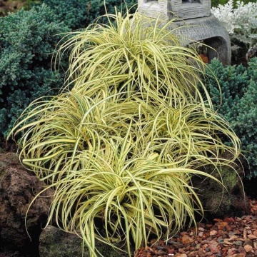 Carex Evergold (ghiveci 1,5 l), planta perena ornamentala rogoz, culoare verde-aurie - Img 1