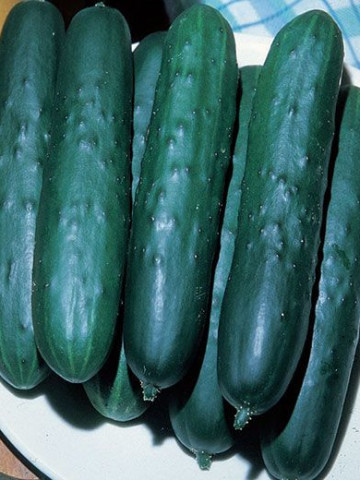 Castraveti Lungo Ortolani (60 seminte) de castraveti lungi de salata, Prima Sementi - Img 1