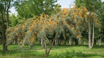 Catina (40 seminte) Sea Buckthorn - Hippophae rhamnoides, planta medicinala continut mare de vitamina C, Saflax - Img 3