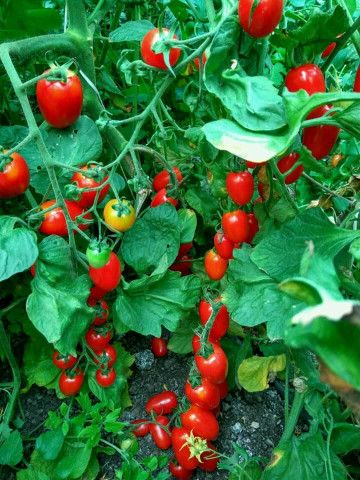 Cherry Mila (300 seminte) tomate Cherry in forma de prunisoare, Geosem Bulgaria - Img 2