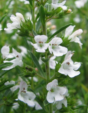 Cimbru de iarna (ghiveci 10,5 cm), rasad planta aromatica Satureja montana - Img 1