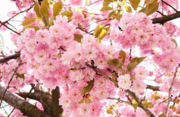 Cires Japonez (30 seminte) Wild Black Cherry - Prunus serrulata, inflorire abundenta cu flori batute, roz, Saflax - Img 2