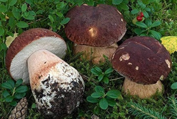 Ciuperca Boletus pinophilus (10 g) miceliu de ciuperca de padure Hrib de Brad, Seklos - Img 4