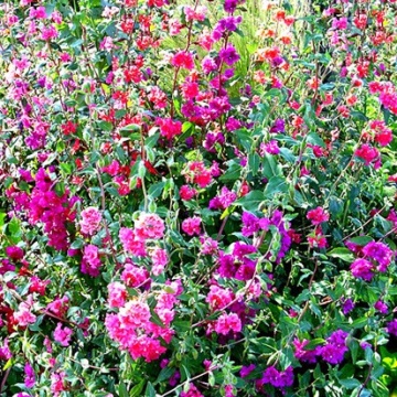 Clarkia mix (0.3 gr) seminte Godetia, Azalee de gradina, planta anuala cu flori roz, albe, violet, simple sau duble, Agrosem - Img 2