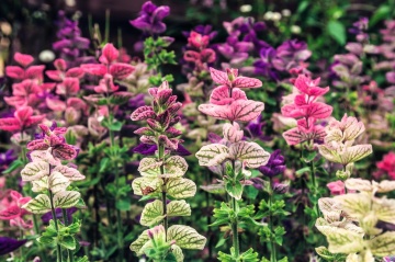 Clary Mix (150 seminte) Salvia Horminum, frunze decorative colorate, Seklos - Img 4