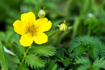Coada Racului (20 seminte) Silverweed - Potentilla anserina, planta medicinala pentru digestie, afectiuni genitale, eczeme, Saflax - Img 2