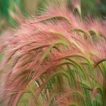 Coada Vulpii (Hordeum Jubatum Foxtail Barley 0.15 gr de seminte) de iarba decorativa cu axile violet-argintii, Laktofol - Img 2