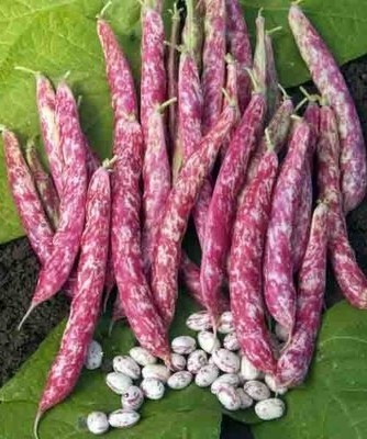 Coco Rose (50 gr) seminte fasole pitica pentru boabe si pastai pestrite, Kertimag