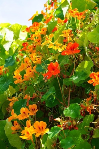 Condurul Doamnei Nasturtium Gleam Hybrids (2 gr) de seminte de Condurul Doamnei urcator, amestec de culori, Seklos - Img 2
