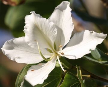 Copacul Orhidee alba (5 seminte) White Orchid Tree - Bauhinia variegata candida, flori superbe albe, parfumate, Saflax - Img 2